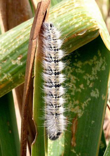 Lasiocampa grandis