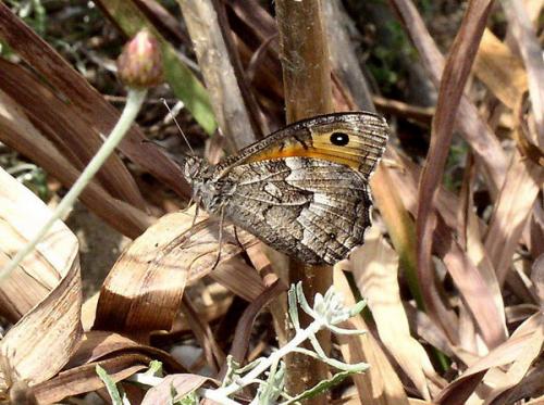 Hipparchia pellucida cypriensis