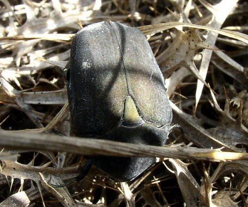 Protaetia afflicta