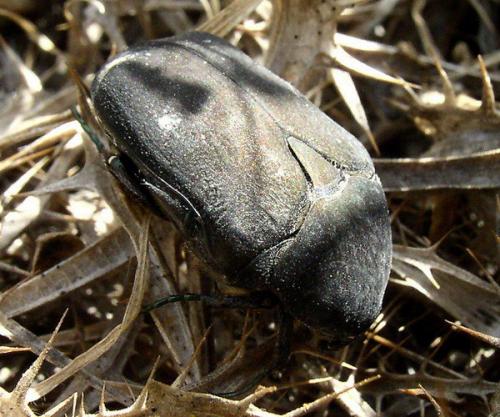 Protaetia afflicta