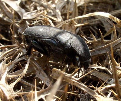 Protaetia afflicta