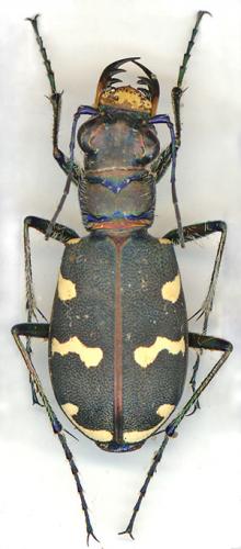 Réf. 7 416 : Cicindela hybrida transversalis