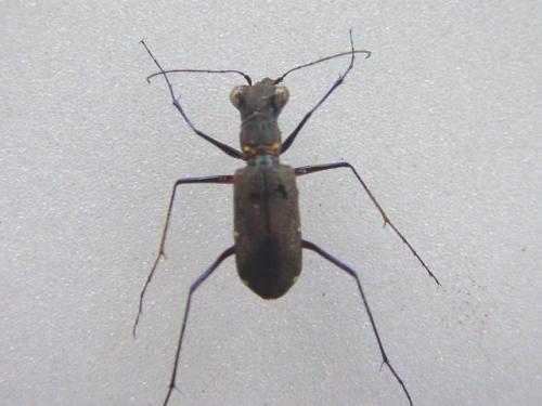 Réf. 7 584 : Odontocheila margineguttata