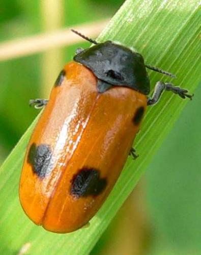 Réf. 7 020 : Clytra quadripunctata
