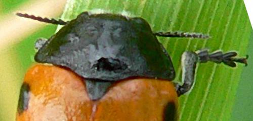 Réf. 7 028 : Clytra quadripunctata