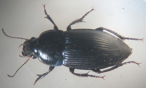 Harpalus dimidiatus