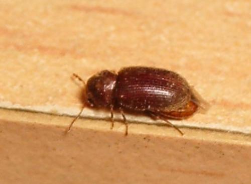 Stegobium paniceum