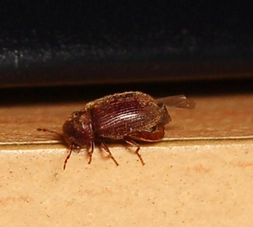 Stegobium paniceum