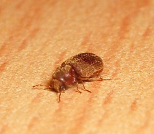 Stegobium paniceum
