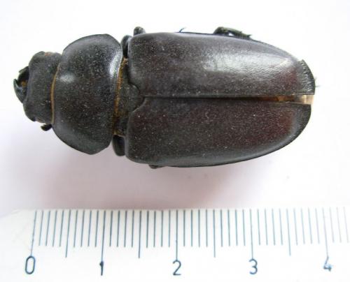Réf. 7 553 : Lucanus cervus