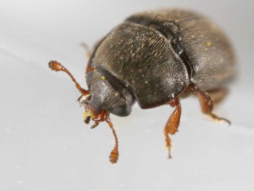 Meligethes sp.