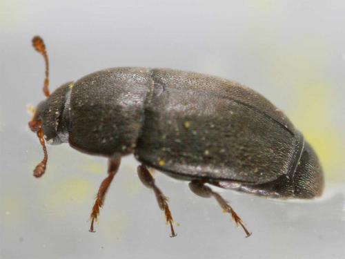 Meligethinae