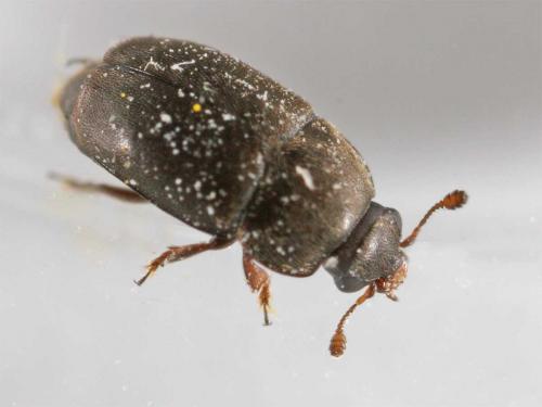 Meligethinae