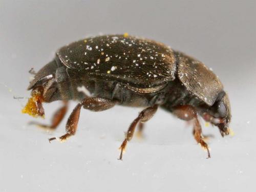 Meligethinae