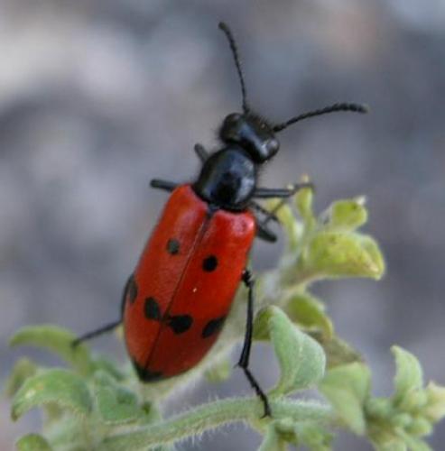 Réf. 7 016 : Mylabris quadripunctata