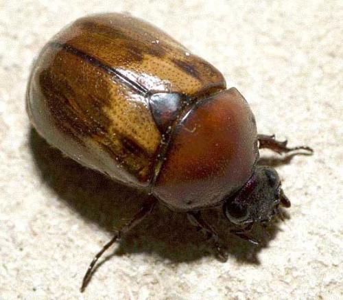 Réf. 7 021 : Parastasia sp.
