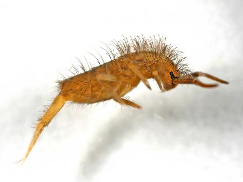 Orchesella sp.