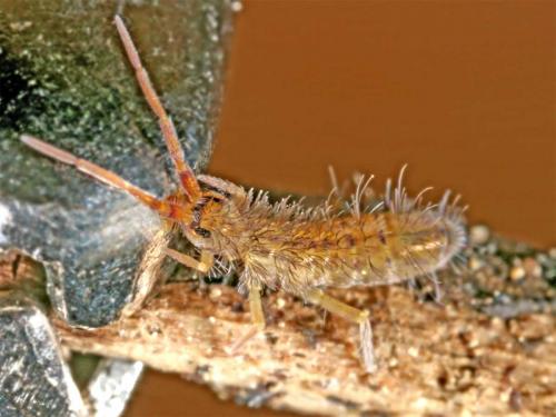 Réf. 7 014 : Orchesella sp.