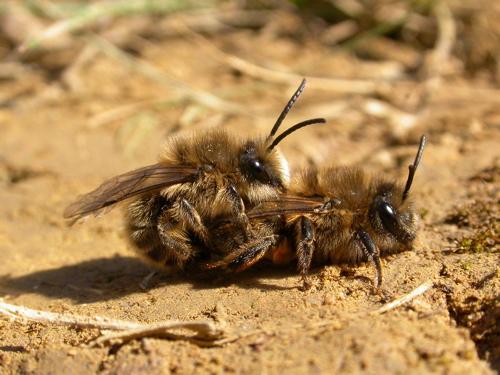 Réf. 7 614 : Colletes cunicularius