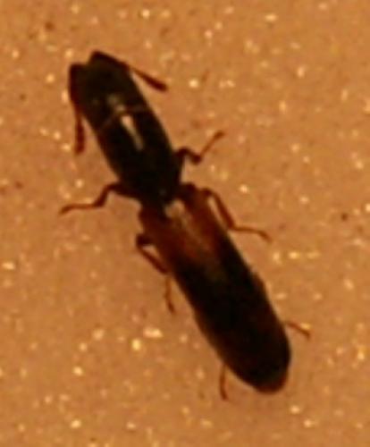 Nemozoma elongatum