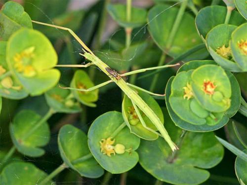 Clonopsis gallica