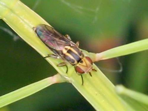 Réf. 7 008 : Meromyza sp.