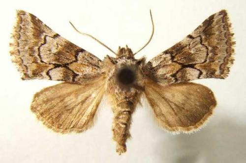 Cleonymia yvanii