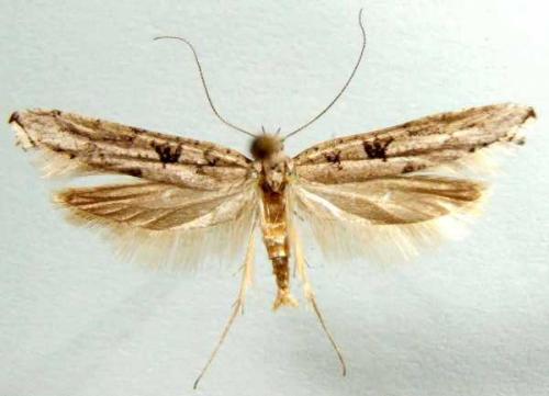 Distagmos ledereri