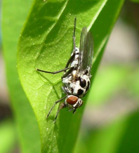 Réf. 7 598 : Anthomyia sp.