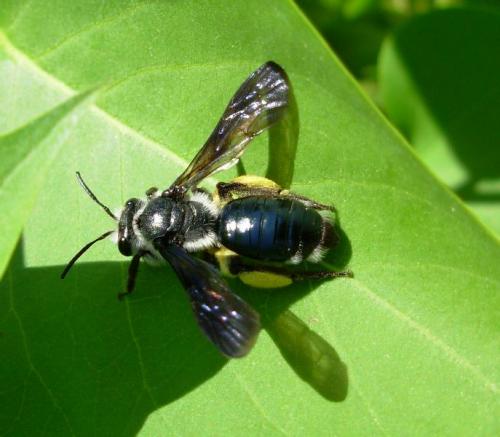 Andrena agilissima