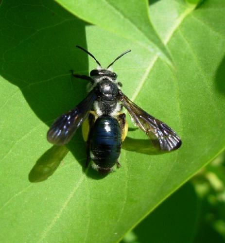 Andrena agilissima