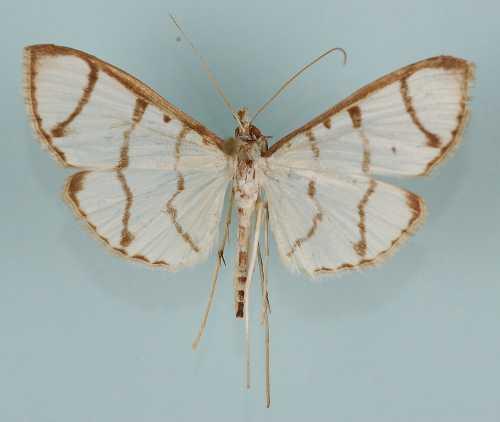 Réf. 7 634 : Zebronia phenice