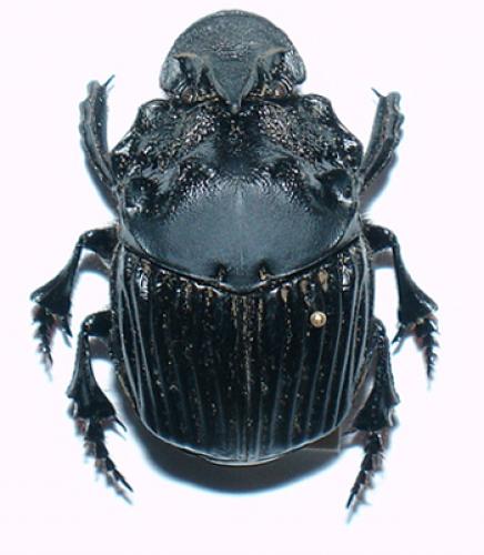 Sulcophanaeus faunus