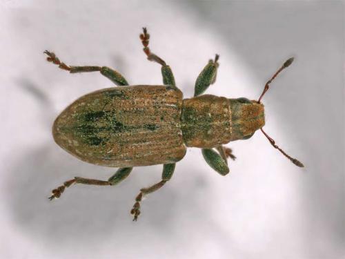 Réf. 7 524 : Sitona sp.