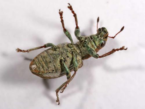 Sitona sp.