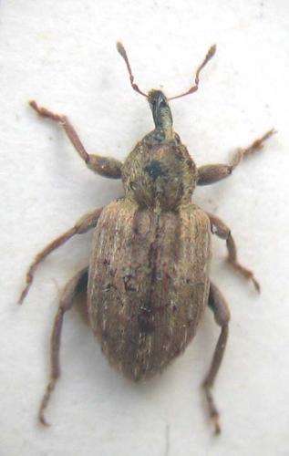 Réf. 7 998 : Hypera sp.