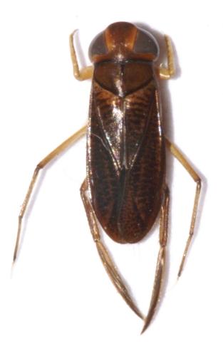 Cymatia bonsdorffii