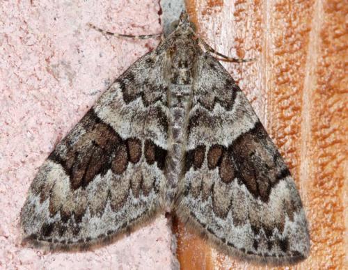 Thera sp.