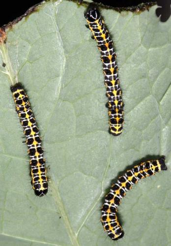Cucullia lactucae