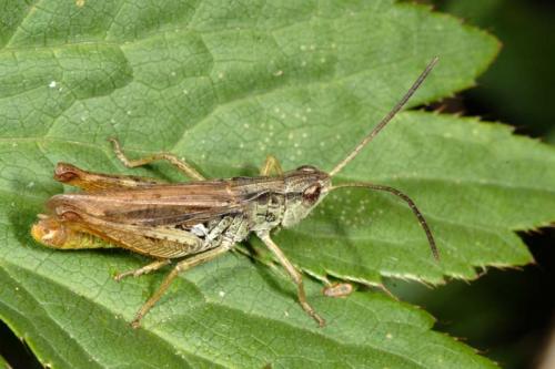 Chorthippus apricarius apricarius