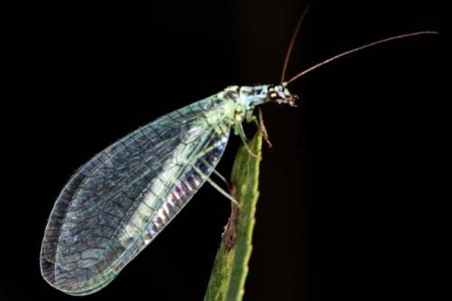Réf. 7 172 : Chrysopa perla