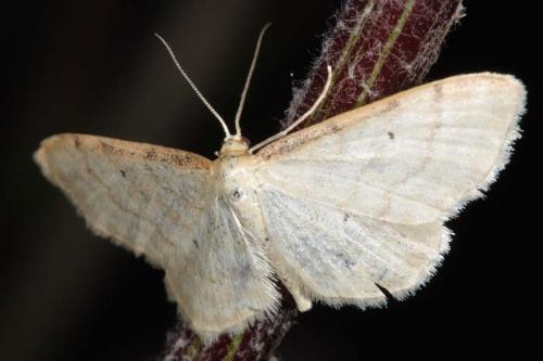 Réf. 7 173 : Idaea humiliata
