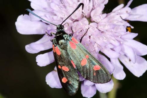 Zygaena filipendulae