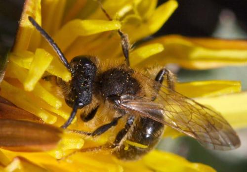 Andrena sp.