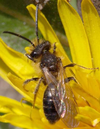 Andrena sp.