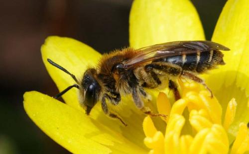 Andrena dorsata