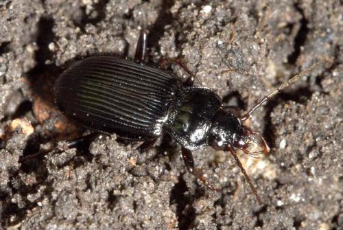 Réf. 7 596 : Nebria brevicollis