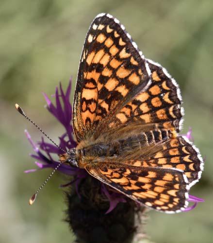 Réf. 7 394 : Melitaea phoebe
