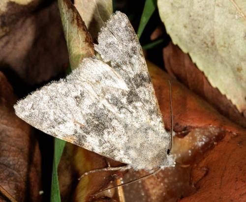 Réf. 7 058 : Polymixis rufocincta