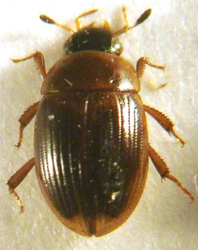 Cercyon laminatus